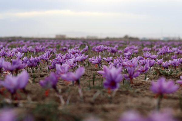saffron